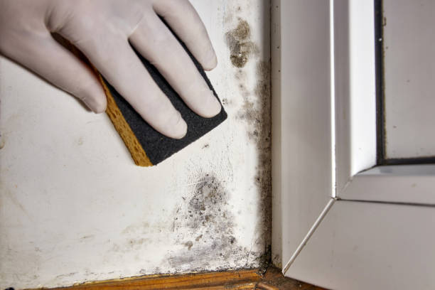 Best Mold Odor Removal Services  in Delray Beach, FL